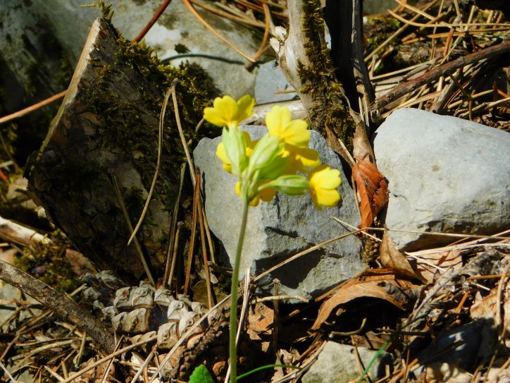 Trstelj 27. april